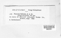 Puccinia flaccida image